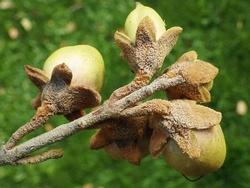 Noci contenenti i semi della Paulownia tomentosa.