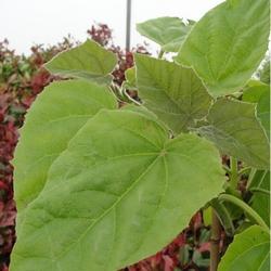 Dettaglio fogliame Paulownia tomentosa.