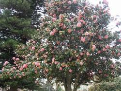Albero di camellia japonica