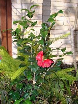 Piantina di camellia japonica