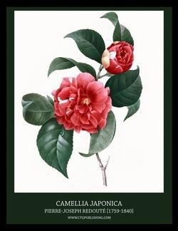 Camellia japonica (disegno del 1827)