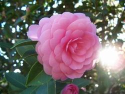 Camellia japonica