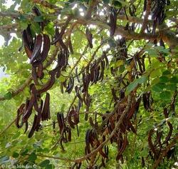 Dettaglio fogliame Ceratonia siliqua.