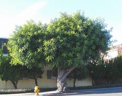 Ceratonia siliqua messo a dimora in piena terra.