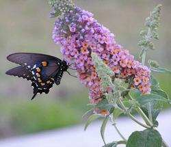 Buddleia o albero delle farfalle