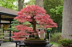 Bonsai di acero campestre.