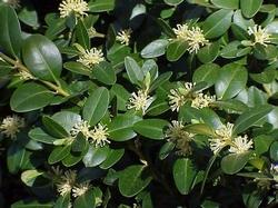 Dettaglio fogliame Buxus.