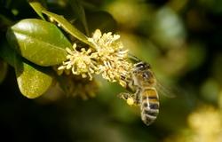 Esempio di Buxus coltivato in piena terra.