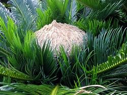 Cycas femmina in fiore