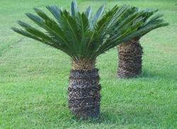Cycas revoluta
