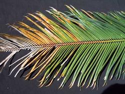 Foglia di cycas malata