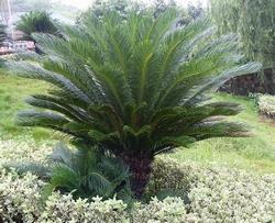 Cycas revoluta