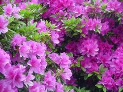 Bellissima azalea concimata