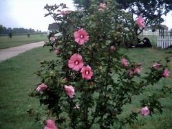 Hibiscus syriacus fiorito