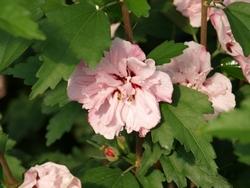 Hibiscus syriacus Hibiscus syriacus