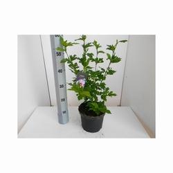 Hibiscus syriacus Piantina di hibiscus syriacus