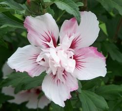 Fiore di hibiscus syriacus