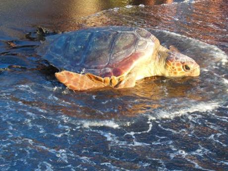 SICILIA: RIPRENDE IL MARE LINOSA, LA TARTARUGA MARINA AVVOLTA NELLA PLASTICA