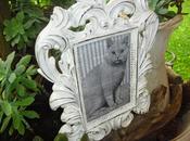 shabby chic, cornice gatto