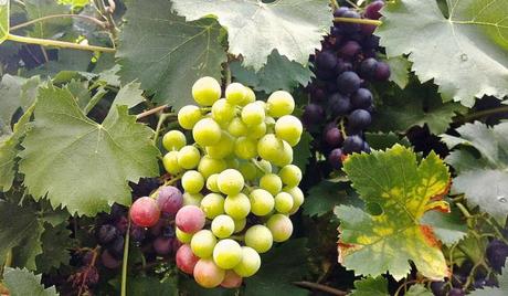 vendemmia cascina cuccagna