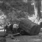 Bohemian Grove 2014: politici, militari e gente che conta brindano alla devastazione del mondo (NOMI e FOTO) BohemianGrove88