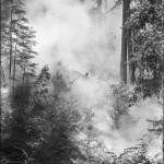 Bohemian Grove 2014: politici, militari e gente che conta brindano alla devastazione del mondo (NOMI e FOTO) BohemianGrove100