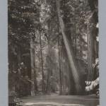 Bohemian Grove 2014: politici, militari e gente che conta brindano alla devastazione del mondo (NOMI e FOTO) BohemianGrove198