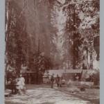 Bohemian Grove 2014: politici, militari e gente che conta brindano alla devastazione del mondo (NOMI e FOTO) BohemianGrove132