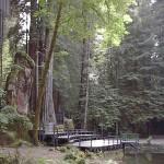 Bohemian Grove 2014: politici, militari e gente che conta brindano alla devastazione del mondo (NOMI e FOTO) Owl_Shrine