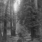 Bohemian Grove 2014: politici, militari e gente che conta brindano alla devastazione del mondo (NOMI e FOTO) BohemianGrove53