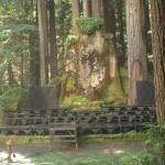 Bohemian Grove 2014: politici, militari e gente che conta brindano alla devastazione del mondo (NOMI e FOTO) bohemian1017b