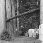 Bohemian Grove 2014: politici, militari e gente che conta brindano alla devastazione del mondo (NOMI e FOTO) BohemianGrove51