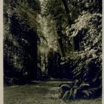 Bohemian Grove 2014: politici, militari e gente che conta brindano alla devastazione del mondo (NOMI e FOTO) BohemianGrove230