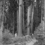 Bohemian Grove 2014: politici, militari e gente che conta brindano alla devastazione del mondo (NOMI e FOTO) BohemianGrove57