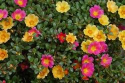 Portulaca perenne fiorita