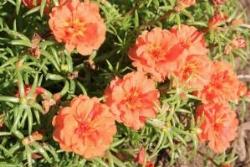 Varietà di portulaca perenne