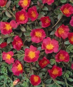 Dettaglio semi della Portulaca oleracea.
