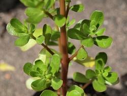 Pianta di Portulaca oleracea.