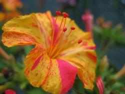 Dettaglio colori infiorescenze bella di notte.