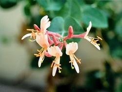 Dettaglio infiorescenze Lancera caprifolium.