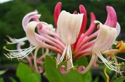 Lonicera caprifolium coltivata in piena terra.