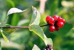 Struttura del fiore di Lonicera caprifolium.