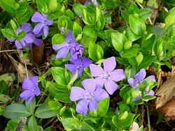 Pervinca minore