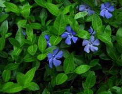 Piante di vinca minor