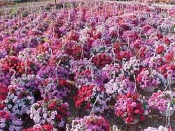 Piantine di fiori di vetro