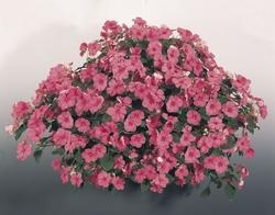 Pianta fiori di vetro