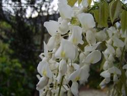 Glicine bianco in piena fioritura