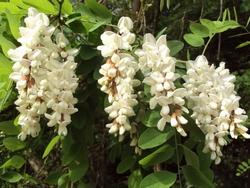 Pianta di glicine bianco