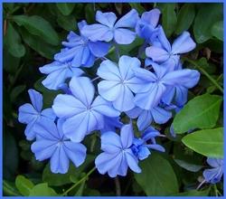 Fiore di plumbago capensis