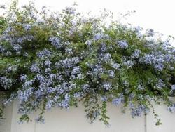 Plumbago capensis